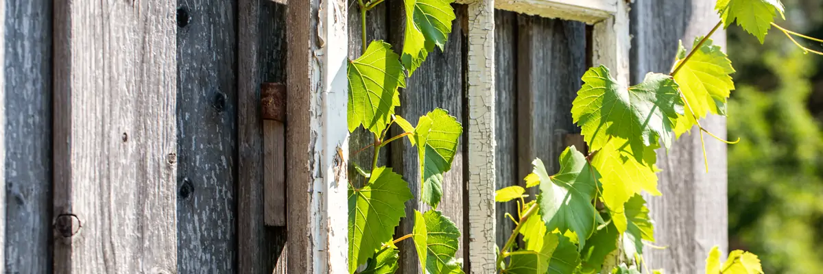 Vitis vinifera