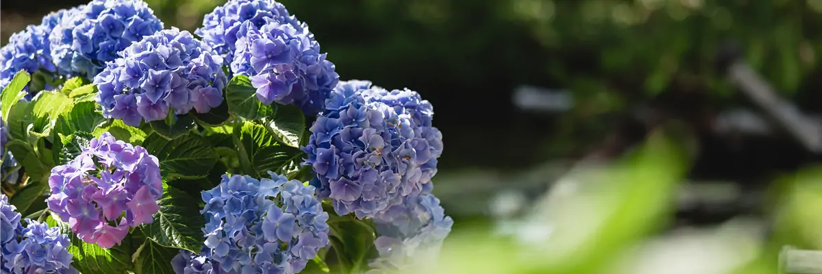 Blaue Hortensie auf Terrasse