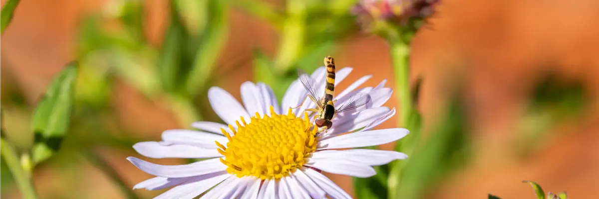 Schwebfleige auf Blüte