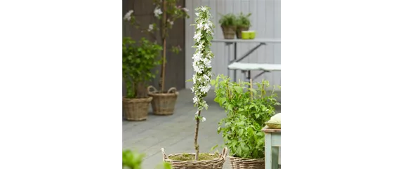 OBSTGARTEN FÜR KINDER