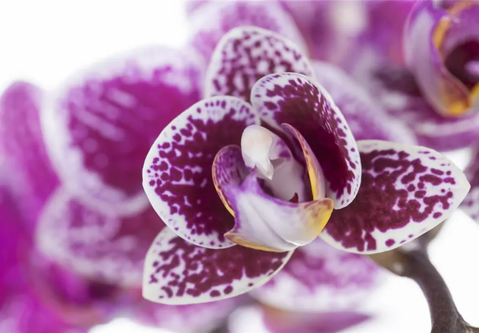 ORCHIDEEN FüR ANFäNGER UND PROFIS