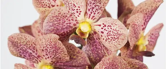 ORCHIDEEN FüR ANFäNGER UND PROFIS